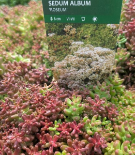 Sedum album 'Roseum' 10,5cm